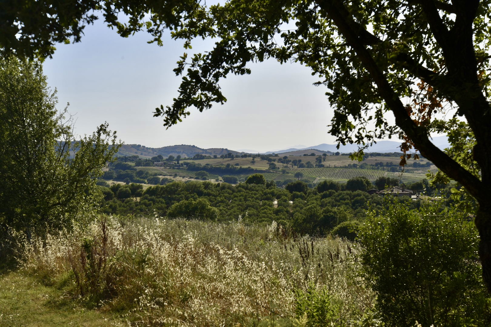 Panoramic view of the Maremma hills and vineyards from Madrechiesa