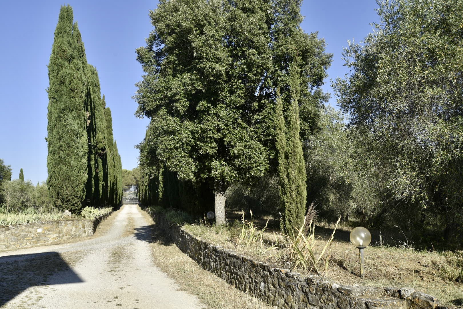 Olive trees and vineyard at Madrechiesa